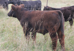 699-monopoly-4-steer