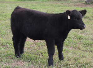 723 Monopoly 4 steer