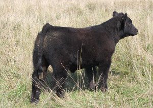 724 Monopoly 4 steer