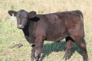 N-41 Monopoly 4 steer