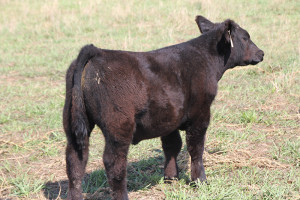 P-31 Monopoly 2 steer