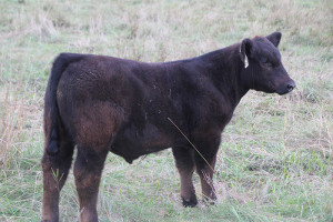 R-9 Monopoly 2 steer