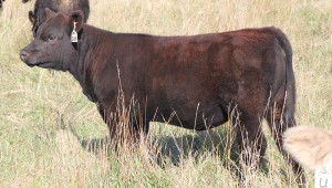 S-29 Monopoly 4 heifer