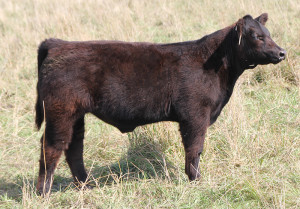 T-32 Monopoly 4 steer