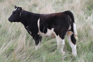 T-53 MTO heifer