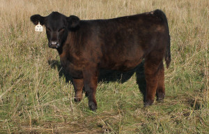 U-12 Monopoly 4 steer