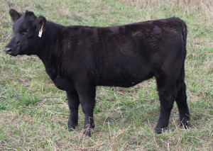 U-19 MTO Heifer