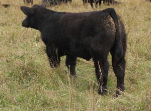 U-2 Monopoly 4 Steer