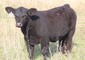 U-2 Monopoly 4 Steer