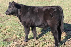 U-24 Monopoly 4 steer