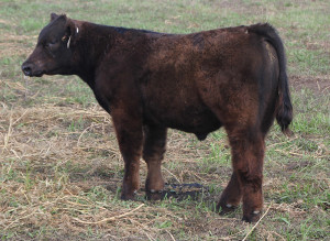 U-34 Monopoly 4 steer