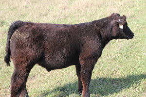 U-43 Monopoly 5 steer