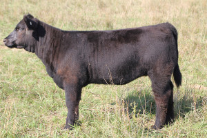 W-10 Fu Man Chu heifer