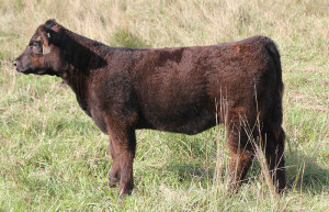 W-20 Monopoly 4 heifer