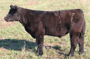 W-24 Monopoly 4 steer