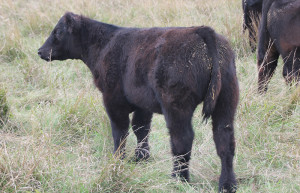 W-24 Monopoy 4 steer