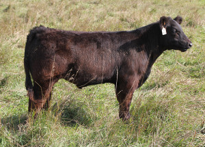 W-25 Unstoppable steer