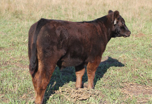W-29 Monopoly 4 steer