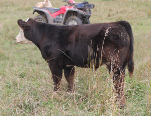 W-30 Hi Ho Silver steer