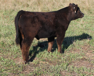 W-30 Hi Ho Silver steer