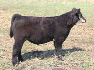 W-31 Monopoly 5 steer