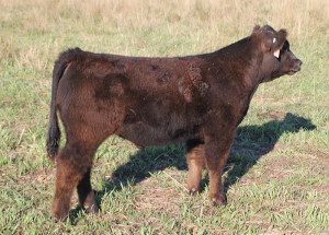 W-35 Fu Man Chu steer