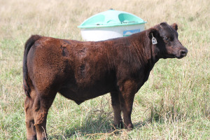 W-7 Monopoly 4 steer