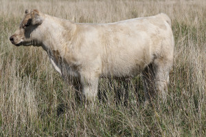 W-9 Hi Ho Silver steer