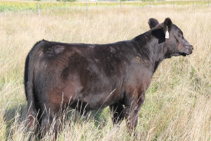 X-2 Fu Man Chu steer