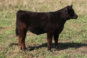 X-22 Made to Order steer