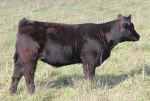 X-23 Monopoly 4 heifer
