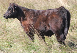 X-30 Monopoly 4 heifer