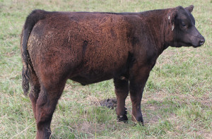 X-7 Monopoly 4 steer