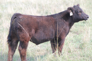 X-9 Monopoly 4 steer