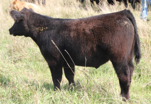 X11 Monopoly 4 steer