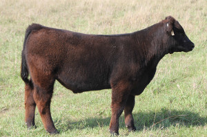 Y-1 Monopoly 4 steer