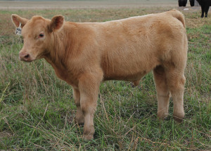 Y-19 Hi Ho Silver steer