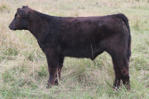 Y-8 Made to Order steer