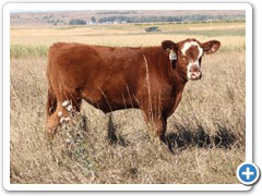 28 Monopoly x M-31 (ET) Nuff Said