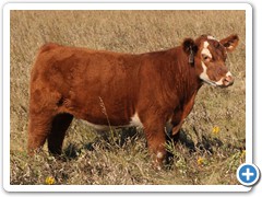 9B Monopoly x M-31 (ET) Nuff Said
