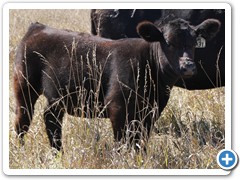 M-31 Monopoly x Dam Nuff Said