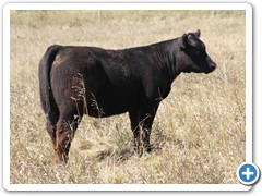 R - 36 I Am Legend x PlayMate