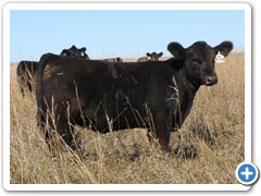 T- 49 Monopoly    x Northern Improvement