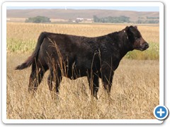 T -32 Monopoly x Northern Improvement