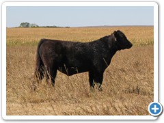 T - 32 Monopoly x Northern Improvement