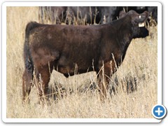 T - 36 Monopoly  x Hairy Bear