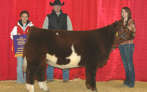 Heifer