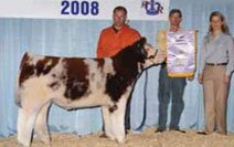 Heifer